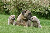 CANE CORSO 1101